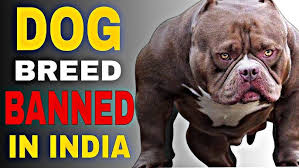 Banned Dog Breeds in India: Top 10 Dangerous Breeds