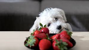 Can Dogs Eat Strawberries? Benefits, Risks, and Safe Feeding Tips