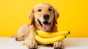 Can Dogs Eat Bananas? Everything You Need to Know About This Popular Fruit for Dogs