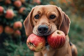 Can Dogs Eat Apples? A Complete Guide to Feeding Apples and Other Fruits to Your Dog