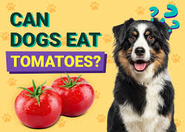 Can Dogs Eat Tomatoes? Everything You Need to Know About Feeding Tomatoes to Dogs