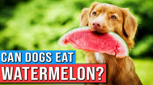 Can Dogs Eat Watermelon? The Ultimate Guide to Watermelon and Other Fruits Safe for Dogs