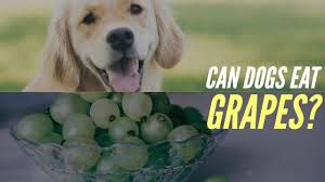 Can Dogs Eat Grapes? A Comprehensive Guide to Dog-Friendly Fruits and Risks