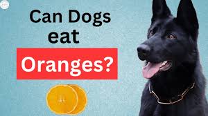 Can Dogs Eat Oranges? Everything You Need to Know About Dogs and Oranges