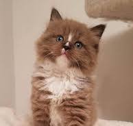 Brown Ragdoll Cat: A Complete Guide