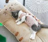 Cat Pillows: The Purrfect Addition to Your Home