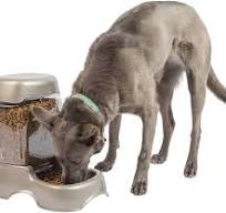 Best Dog Food Dispenser 12 lbs: Large & Automatic Feeders for Your Pets