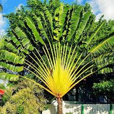 The Traveler’s Palm: A Remarkable Plant with a Rich History and Stunning Beauty